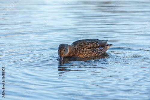 Duck on the lake © Marina Khilko