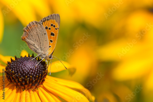 Schmetterling auf gelbem Sonnenhut © Bernd Wolter
