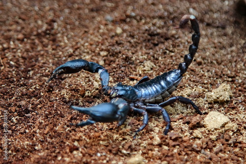scorpion © Chaiya