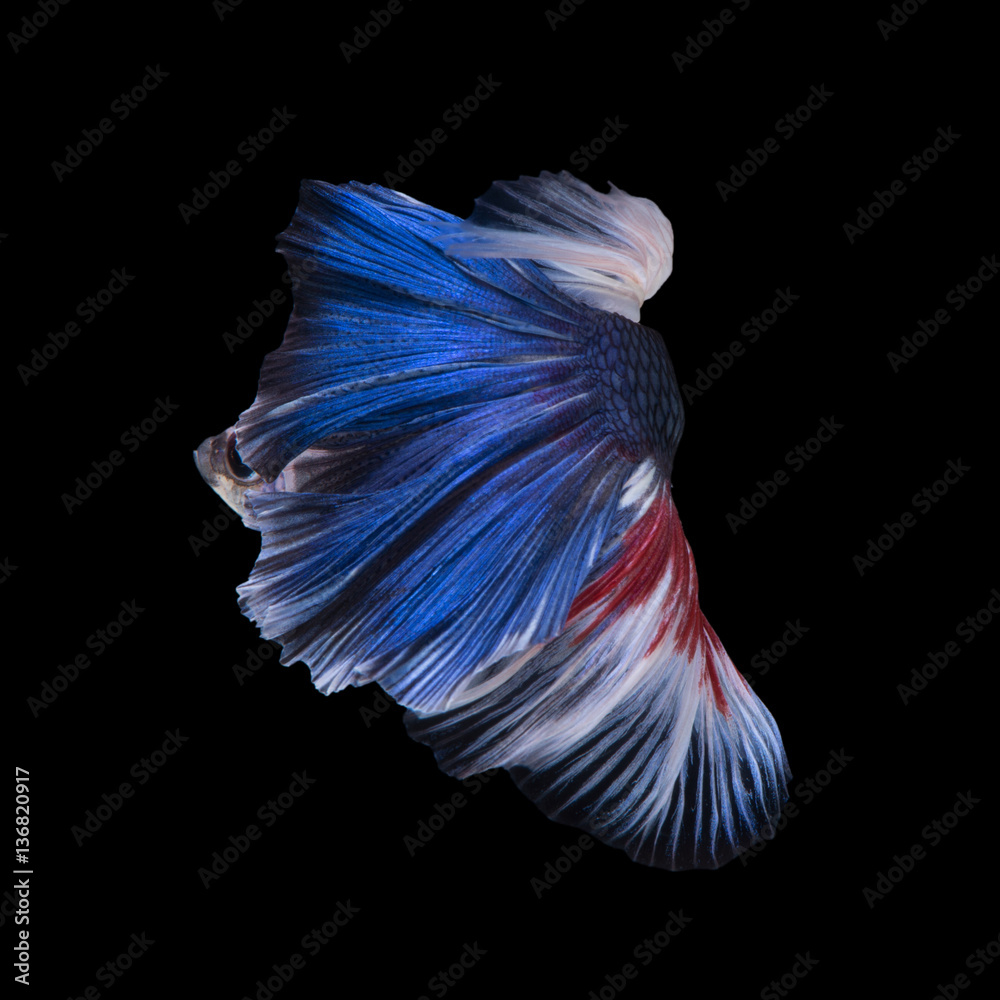 Blue betta fish Stock Photo | Adobe Stock