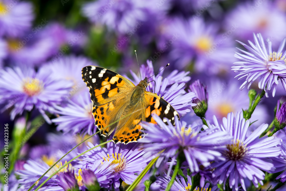 Distelfalter an Herbstaster Distelfalter an Herbstaster