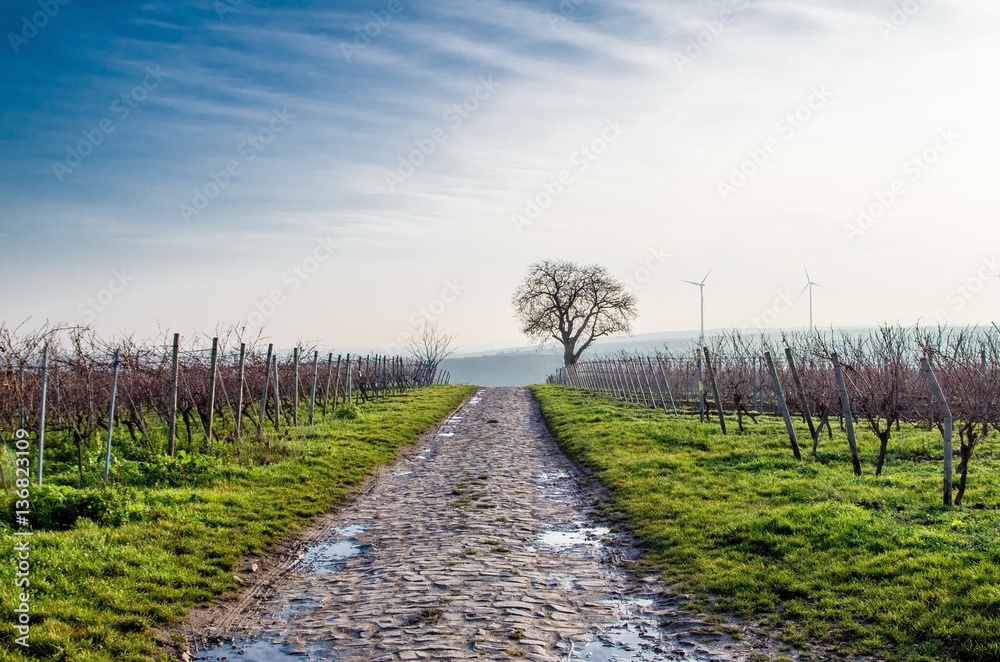 Winter Vineyard with Windmills Winter Vineyard with Windmills