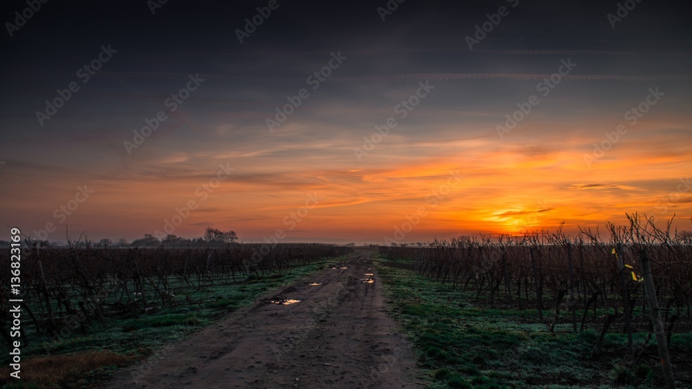 Palatinate Vineyard Morning