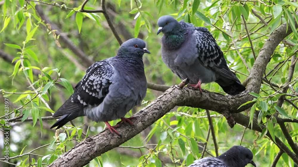 two doves on a tree branch under green foliage wash and clean their feathers two doves on a tree branch under green foliage wash and clean their feathers
