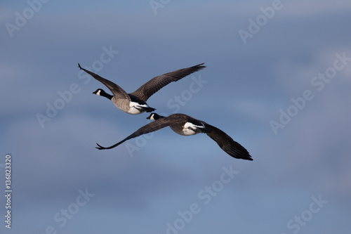Canada geese flying together  seen in the wild near the San Francisco Bay
