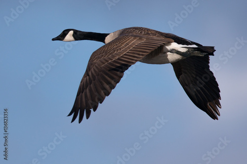 Canada goose flying