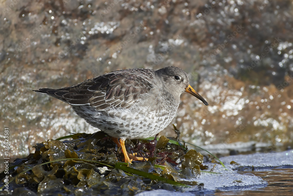 Purple sandpiper (Calidris maritima) Purple sandpiper (Calidris maritima)