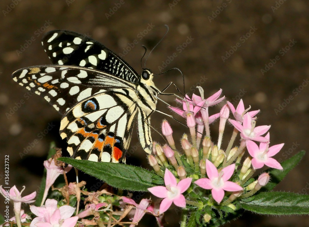 Obraz premium Common Lime or Lemon Swallowtail (Papilio demoleus) feeding on a pink tropical flower. 