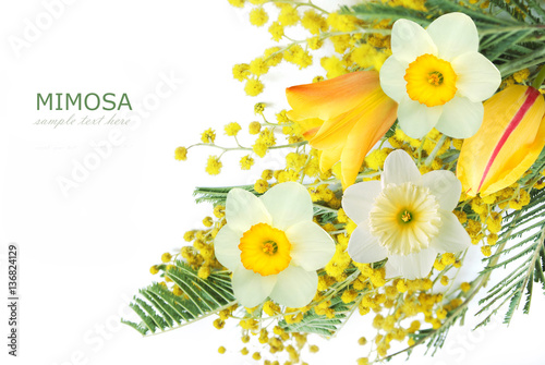 Mimosa and narcissus flowers bunch isolated on white background