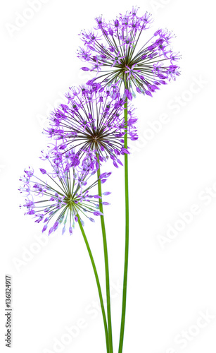 Allium flowers © nadin333