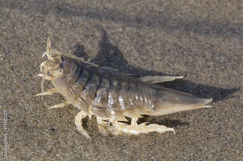 Saduria entomon on the sea sand. Laptev sea. © olenyok