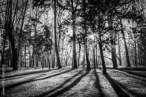 Trees in a park with rays of light and shadows on the ground. Black and white image.