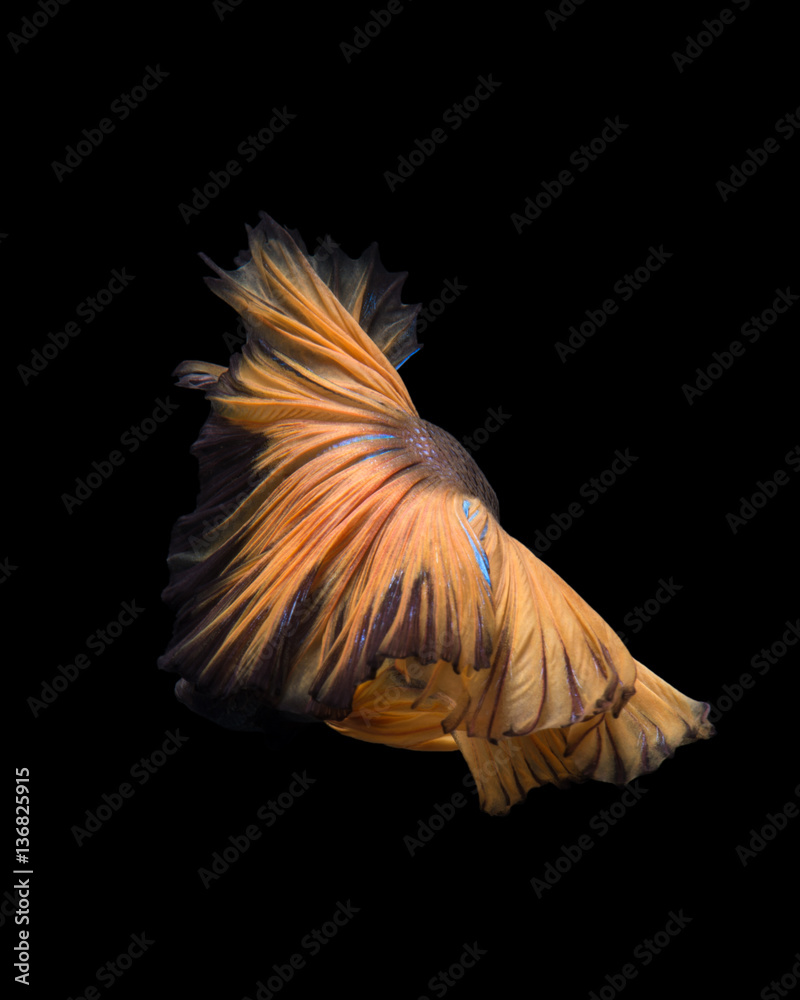 yellow betta Stock Photo | Adobe Stock