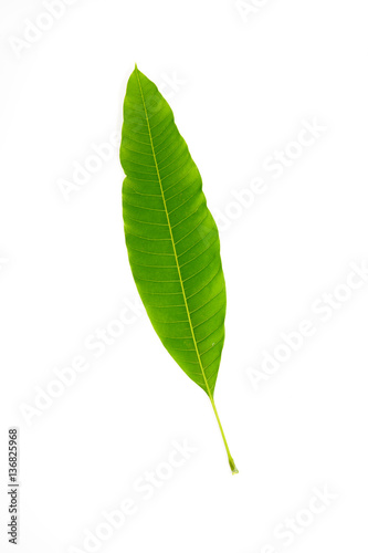 mango leaves isolated on a white background