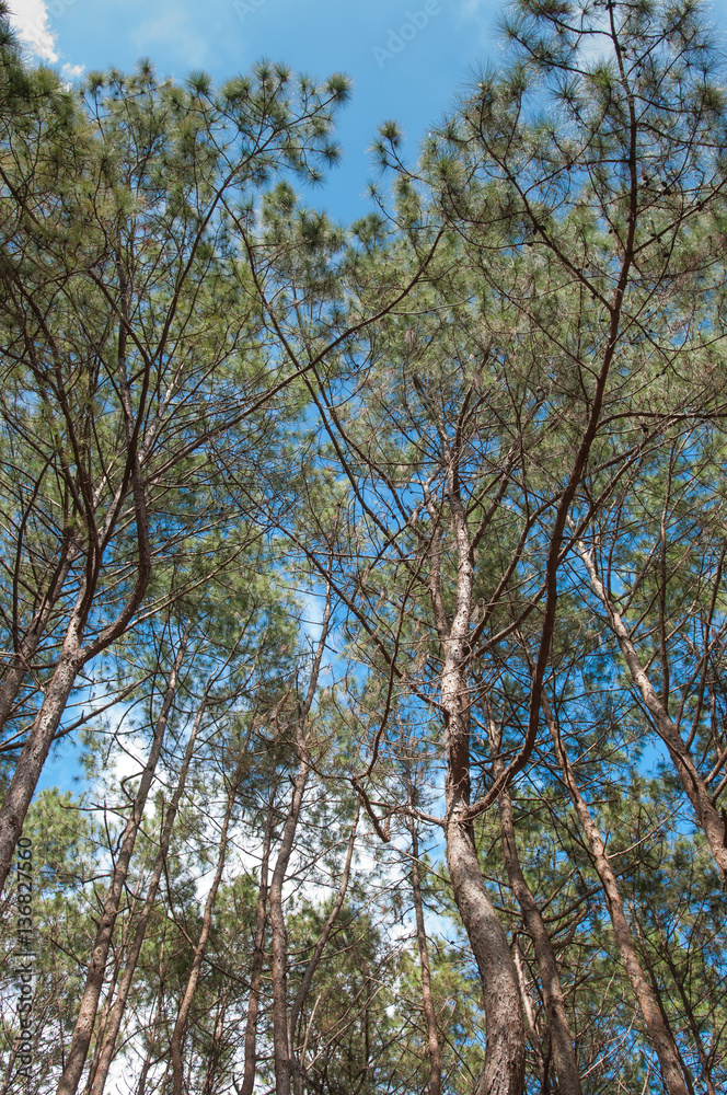 Pine forest with blue sky.