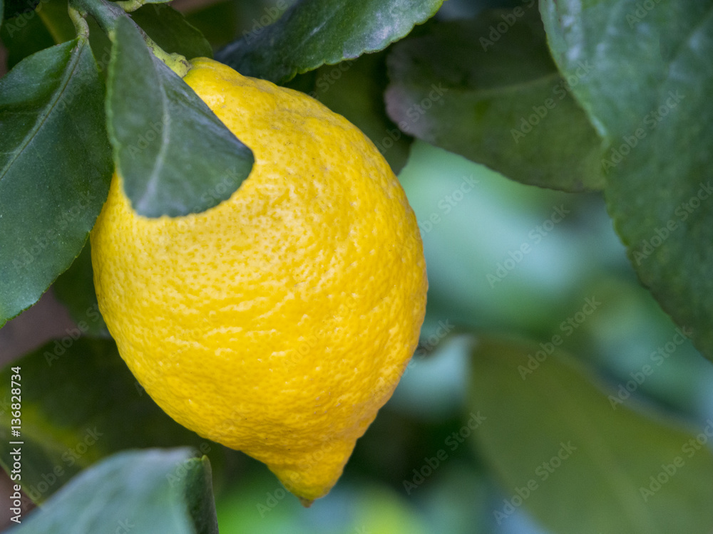 Limón en las ramas de un limonero