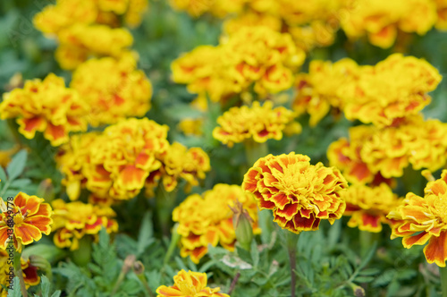 Close up Tagetes erecta or marigold with green leaves
