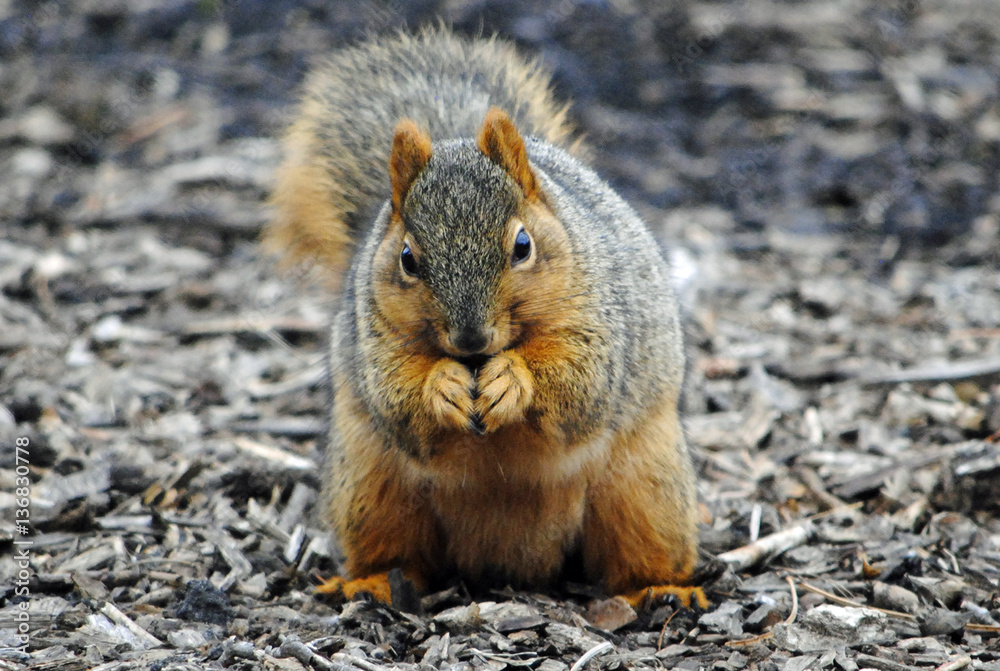 Fox Squirrel Finding Food Fox Squirrel Finding Food