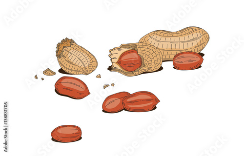 Peanut, arahis, earth-nut, goober. nuts vector illustration. Nutty Is healthy food, include many protein and vitamins. Nuts and chocolates give a lot energy. Vegetarians likes nuts.