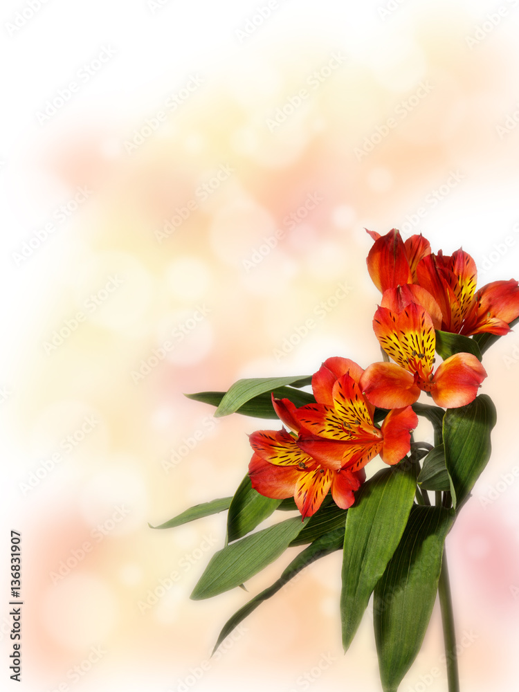 Obraz premium small bouquet of red alstroemeria on a colored background