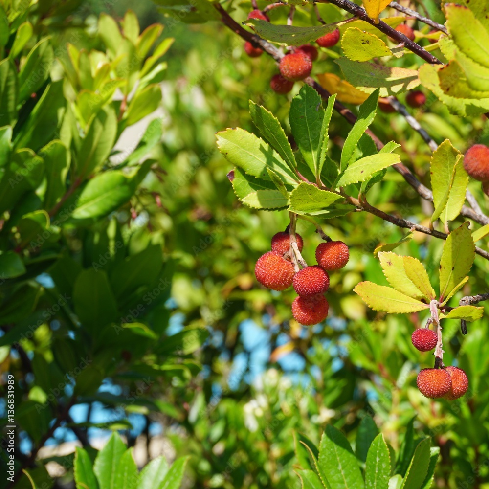 Red berry fruit of Cane Apple Arbutus Unedo Red berry fruit of Cane Apple Arbutus Unedo