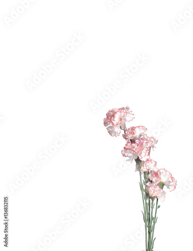 Pink flowers on white background. Pink cloves. Minimalist flowery frame