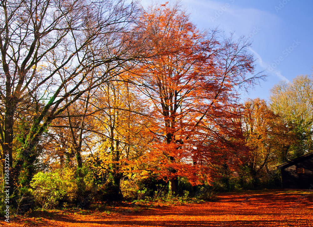 Autumn Woodland on a sunny day