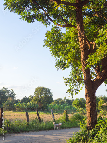 Vertical nature a dog within landscape, tree farm agriculture