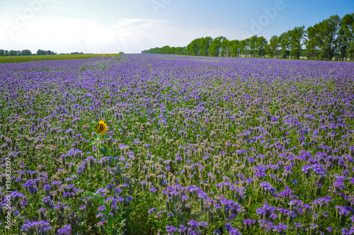 Yellow single Sunflower in the field of purple Phacelia flowers. Honey plants. Beautiful countryside natural landscape