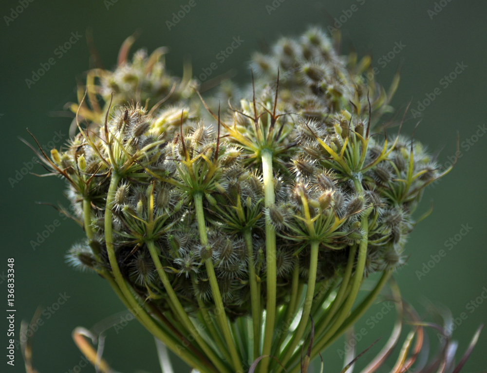 Bunches of ripe seeds of carrot seed on blurred background