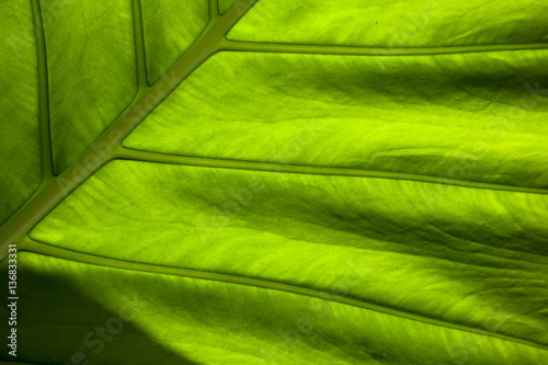 Leaf texture background,pantone color of the year,greenery