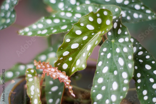 polka dot leaf - Begonia photo