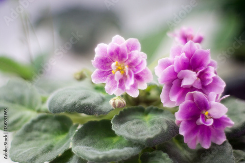 Multicolor African Violet in bloom photo