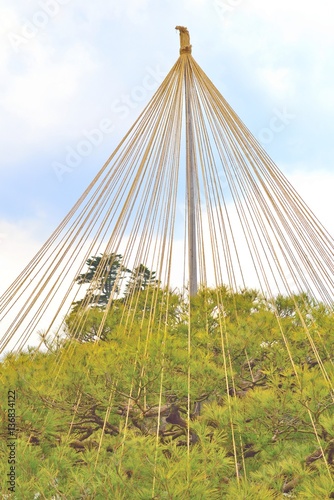 Yukitsuri tree branch support in Kenroku-en garden