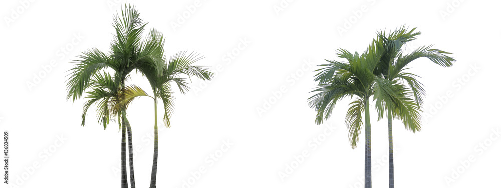 Obraz premium tree isolate on white background.Useful for design compositions