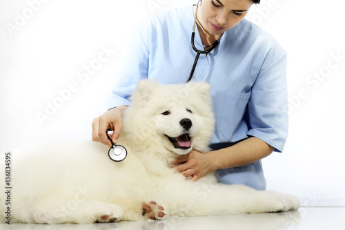 Veterinarian examining dog on table in vet clinic