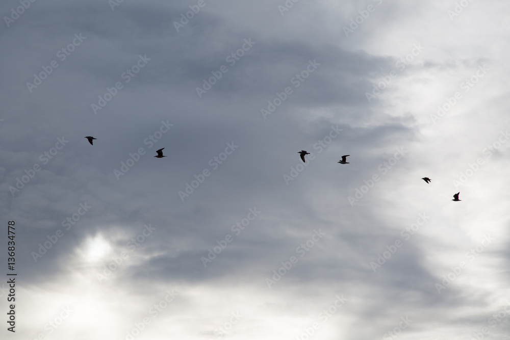 Silhouettes of flying birds in the sky