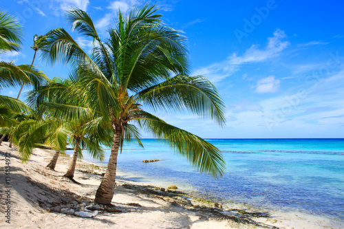 Morze Karaibskie i palmy.