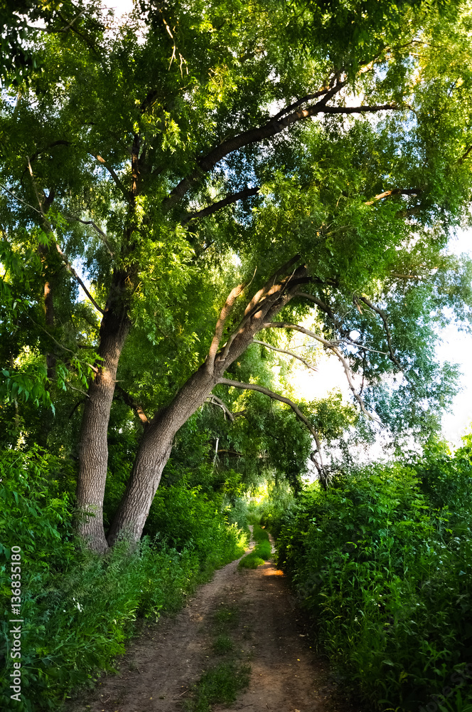 Fototapeta premium The road in green summer forest. Big tree hangs over the road