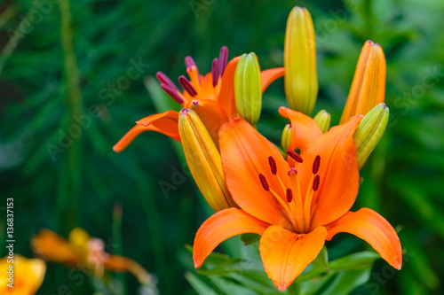  Colorful  vivid  orange lily flower and buds with green foliage in the background.