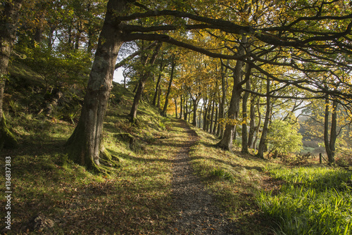 Fototapeta Naklejka Na Ścianę i Meble -  Colorful Autumn Fall forest landscape image in countryside aroun