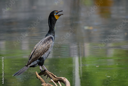 Close up of a great cormorant perched on a branch above the lake