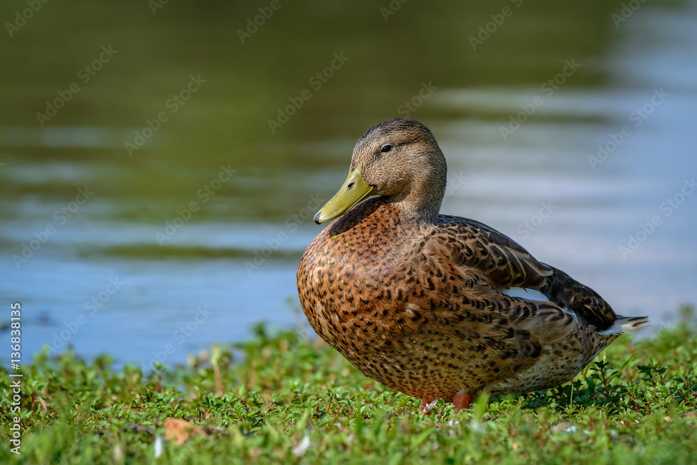 Mottled Duck (Anas fulvigula) resting on the lake shore Mottled Duck (Anas fulvigula) resting on the lake shore