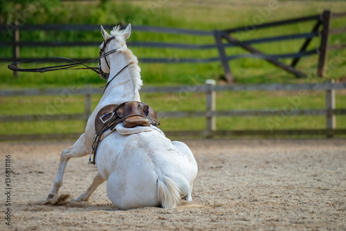 Saddled horse tries to get up from the ground