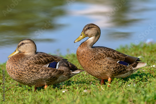Two Mottled Duck (Anas fulvigula) a rest on the lake shore