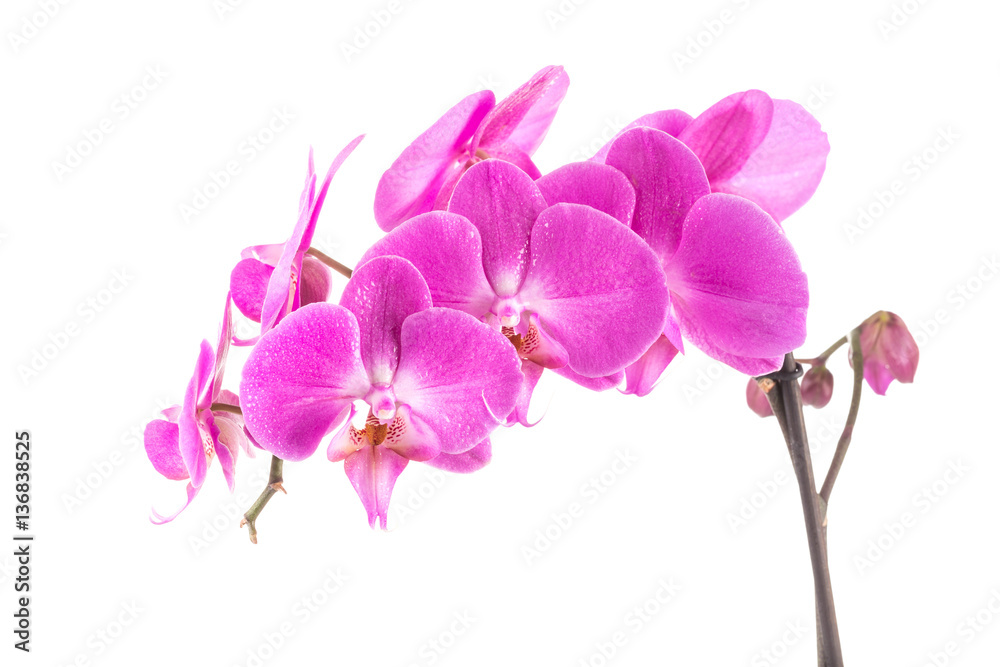 orchid  pink flower with water drops