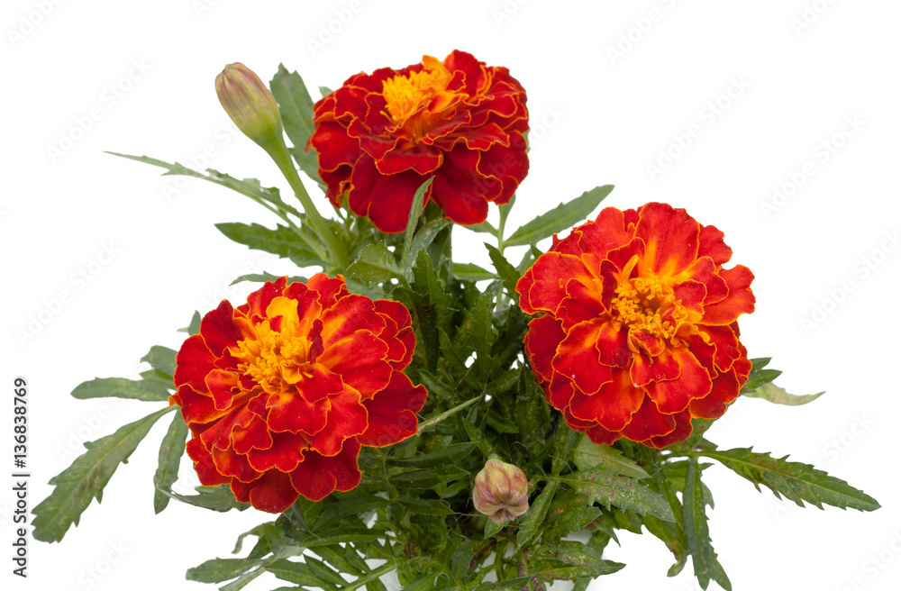 Beautiful flowers marigolds, closeup isolated on white backgroun Beautiful flowers marigolds, closeup isolated on white backgroun