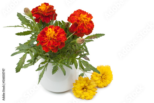 Dark red marigolds flowers in a ceramic vase, flowerpot and smal