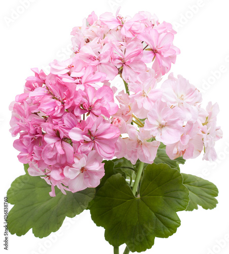 Obraz na plátně Flower of geranium pelargonium, close-up, isolated on a white ba
