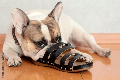 Obraz na plátně bulldog chewing on slippers